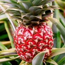 4 Live Plant Pineapple Plants Florida Special Fruits Four Garden Outdoor - £60.60 GBP