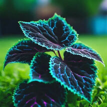 25 Coleus Seeds – Bold Foliage Plant – Easy-to-Grow for Garden - $3.99