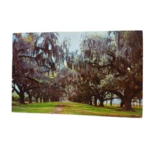 Postcard Live Oaks And Spanish Moss Deep South Chrome Posted - £5.51 GBP