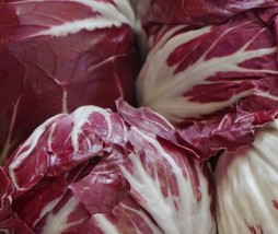 100 Ct Chicory Red Ball Averto Fresh Garden - $11.99