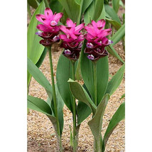 10 Seeds Thailand Curcuma Seeds Called Siam Tulip Seeds Garden USA Shipping - £7.74 GBP