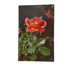 Postcard Descanso Pillar Rose Flower Chrome Unposted - $6.92