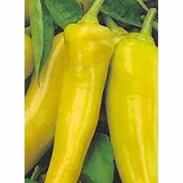 25 Seeds Sweet Banana Peppers Fresh Vegetables Gardening USA SHIPPIING - £9.66 GBP