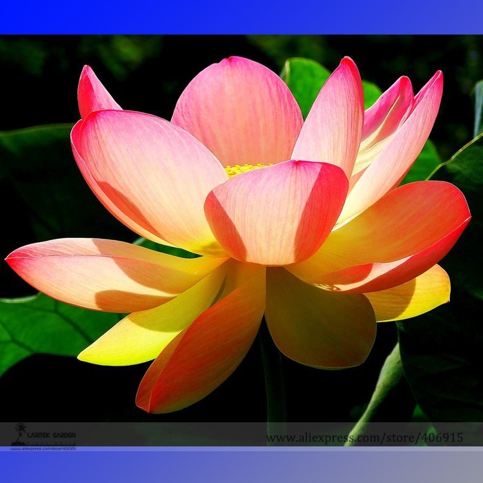 SL New Golden Red Nelumbo Nucifera Pond Lotus Seeds, Professional Pack, ... - $0.80