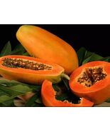 Taiwan red lady 786 f1 hybrid papaya seebs 10g (500 seebs) - $4.96