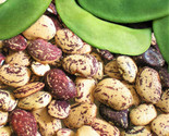 Jackson Wonder Lima Bean Seeds Southern Speckled Baby Butter Beans Seed  - £4.68 GBP