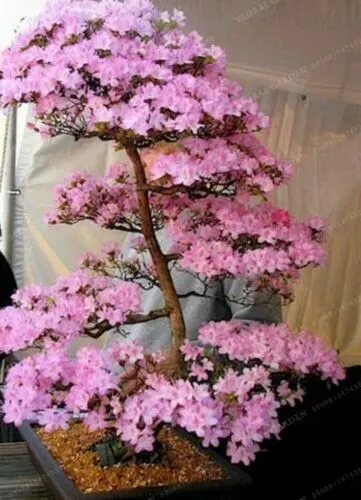 Fresh Lovely 10 Sakura Bonsai Tree Seeds Japanese Cherry Blossom Garden - $10.98