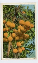 Famous Manchester Oranges Postcard Greetings From Jamaica  - £11.04 GBP