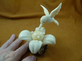 TNE-BIR-HU-12e) white Hummingbird bird flower TAGUA NUT figurine humming... - $71.98