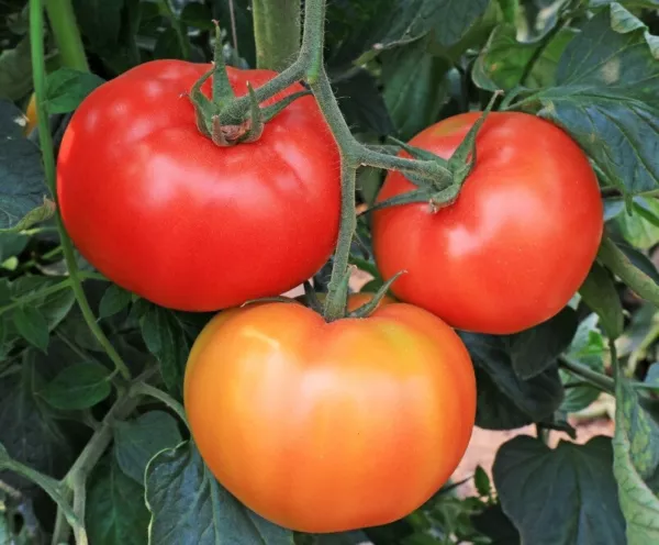 50 Seeds Geronimo Tomato Juicy Tomatoe Vegetable Garden New Fresh Seeds USA - £5.81 GBP