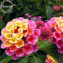 New Fresh Pink Yellow Lantana Camara Perennial Flowers 10 Seeds Christine Shrub  - £3.73 GBP