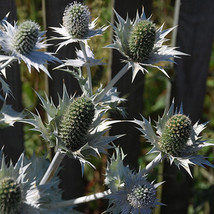 Eryngium Giganteum Silver Ghost Fresh Seeds - $26.13