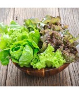 ADW 800 Mesclun Mix Leaf Lettuce Seeds Fresh Harvest Fast Growing - €11,16 EUR