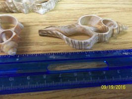 ocean sea shell small center cut Fox Conch craft approx 2 to 3 inches lo... - £6.01 GBP