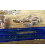 ocean sea shell small center cut Fox Conch craft approx 2 to 3 inches lo... - £5.99 GBP