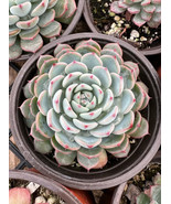 Echeveria Minima 4 Inch Pot Low Maintenance Small Succulent Thrives In B... - $1,140.90 MXN