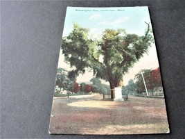 Washington Elm- Cambridge, Massachusetts -1900s Unposted Postcard. - £8.31 GBP