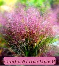5902 spectabilis native love grass pop thumb200