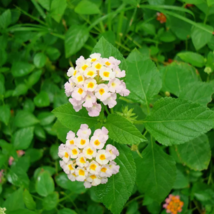 Lantana Mixed - 20 Seeds - £5.56 GBP