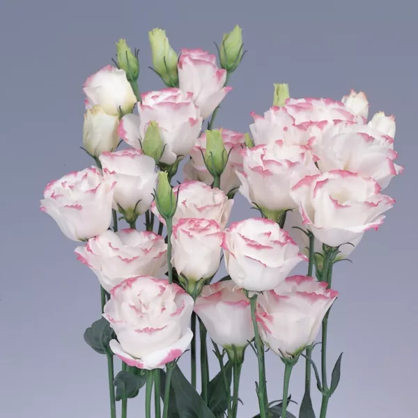 Lisianthus Seeds Rosita Pink Picotee 25 Pelleted Seeds Cut Flower Seeds Fresh Ne - £13.74 GBP