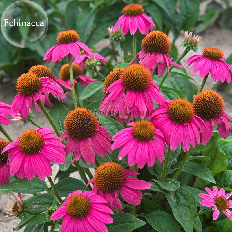 Echinacea Powwow Wild Berry Coneflower Perennial Flowers 100 Seeds Clust... - $12.38