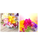 Freesia - Cottage Garden Collection 60 Flower Bulbs For Gardening - £45.73 GBP