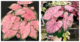3 Caladium - Pink Splash Flower Bulbs - Garden Plant - £44.84 GBP