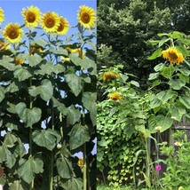 MBK 26 Mammoth Black Russian Sunseeds Organic Huge Annual Wildflower Bul... - $8.82