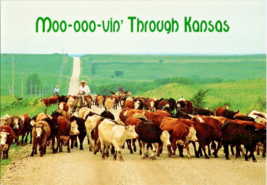 Postcard Kansa Flint Hills Cattle Moving to Ship Market for 100 yrs. 6 x 4 Ins. - £3.87 GBP