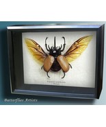 Eupatorus Gracilicornis Five Horned Rhinoceros Beetle Framed Entomology ... - €102,10 EUR