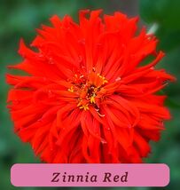 7528 zinnia red pop thumb200