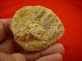 (k-3204) 30 g Rare Kauri tree Gum copal young Amber New Zealand Tane Mahuta - $25.19