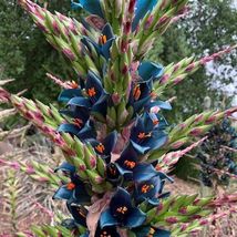 Puya Alpestris Sapphire Tower Hardy Bromeliad 5 Seeds #GRG03 - $18.17
