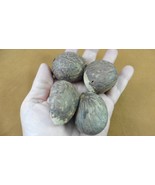 tn-13) 4 medium natural Tagua Nut whole nuts for craft Carving Dried pla... - $27.34 CAD