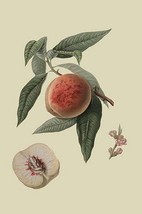 La Bourdine Peach by William Hooker - Art Print - £17.63 GBP+