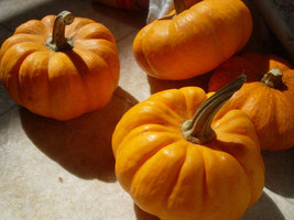 HS 10 Seeds - Pumpkin, Jack Be Little Mini, 10 Seeds! Groco Usa - Buy 15- - £1.09 GBP