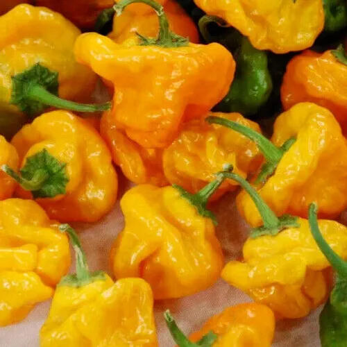 Jamaican Yellow Mushroom Hot Pepper Seeds 25 Seeds Fresh Garden - £6.28 GBP