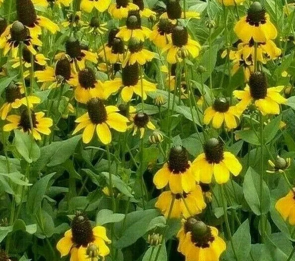 Fresh Clasping Coneflower Seeds 500+ Rudbeckia Annual Wildflower Bees - £5.66 GBP