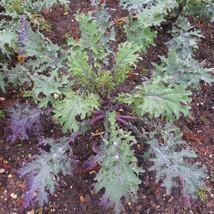 Red Russian Kale Organic Seeds Fresh Seeds USA Seller - £7.94 GBP