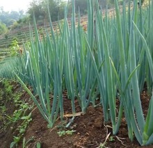 USA-Sellers onion, WHITE LISBON, green bunching onion or SCALLION, 50 SEEDS - $3.75