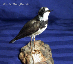 Little Ringed Plover Charadrius Dubius Taxidermy Stuffed Bird Scientific Zoology - $229.00