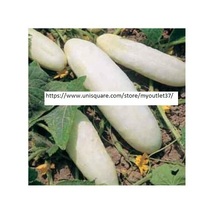 White Wonder Cucumber Seeds - Vegetable Seeds - BOGO - £1.56 GBP