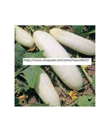 White Wonder Cucumber Seeds - Vegetable Seeds - BOGO - £1.56 GBP