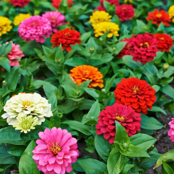 1/4 Lb Pumila Mixed Zinnia Wildflower Seeds Farms Mylar Seed Packet Fresh Garden - £25.13 GBP