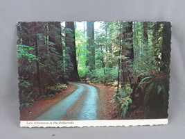 Vintage Postcard - Late Afternoon in the Redwoods - Freeman Von Normann - £11.95 GBP