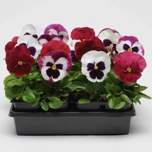 Fresh Pansy Seeds For Sale Pansy Matrix Raspberry Sundae Mix 100 Seeds Fast Ship - £14.58 GBP