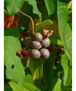 Chinese yam - Dioscorea batatas - Cinnamon vine - 5+ tubers - T 005 - £2.36 GBP