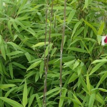 SD 50 Marble Bamboo Seeds Privacy Plant Garden Clumping Shade Screen Fas... - $12.11