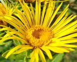Elecampane Elf Wort Culinary &amp; Herb Fresh Gardening - $16.96