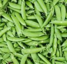 15 Pea Seeds - Heirloom Early Harvesting  Sugar Snap Variety Non-GMO, - $12.98